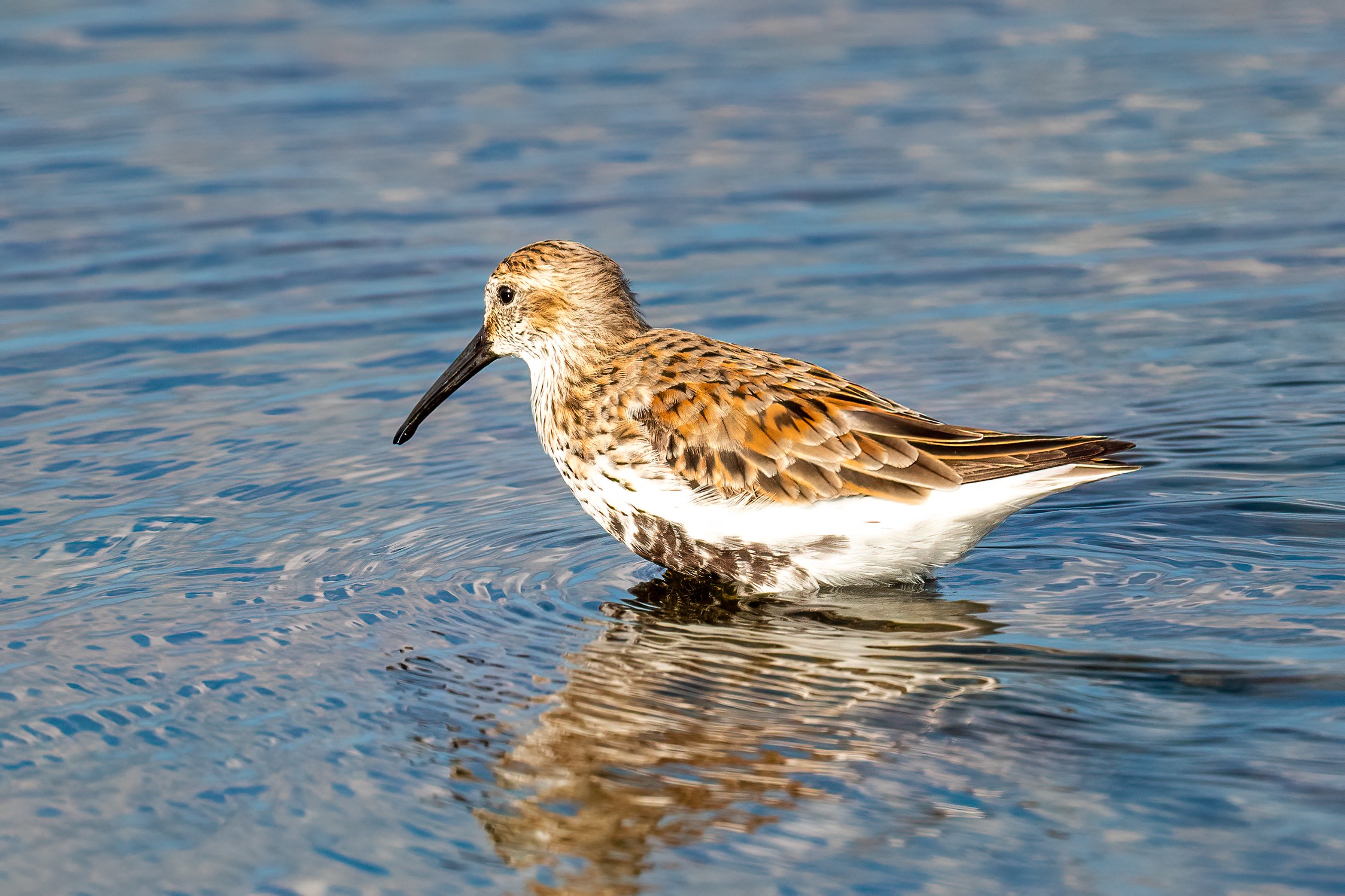 Dunlin